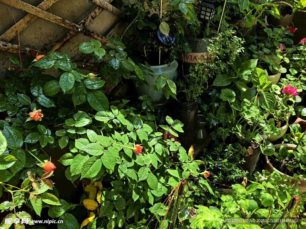 繁茂绿植中的艳丽花朵