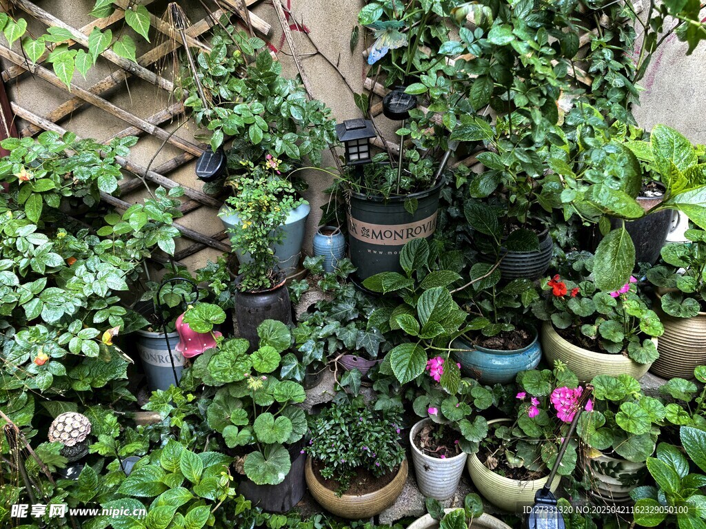 庭院多彩盆栽景观