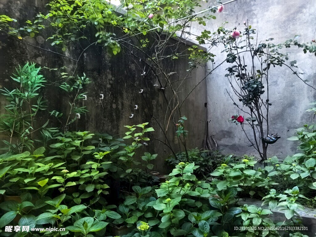 绣球花