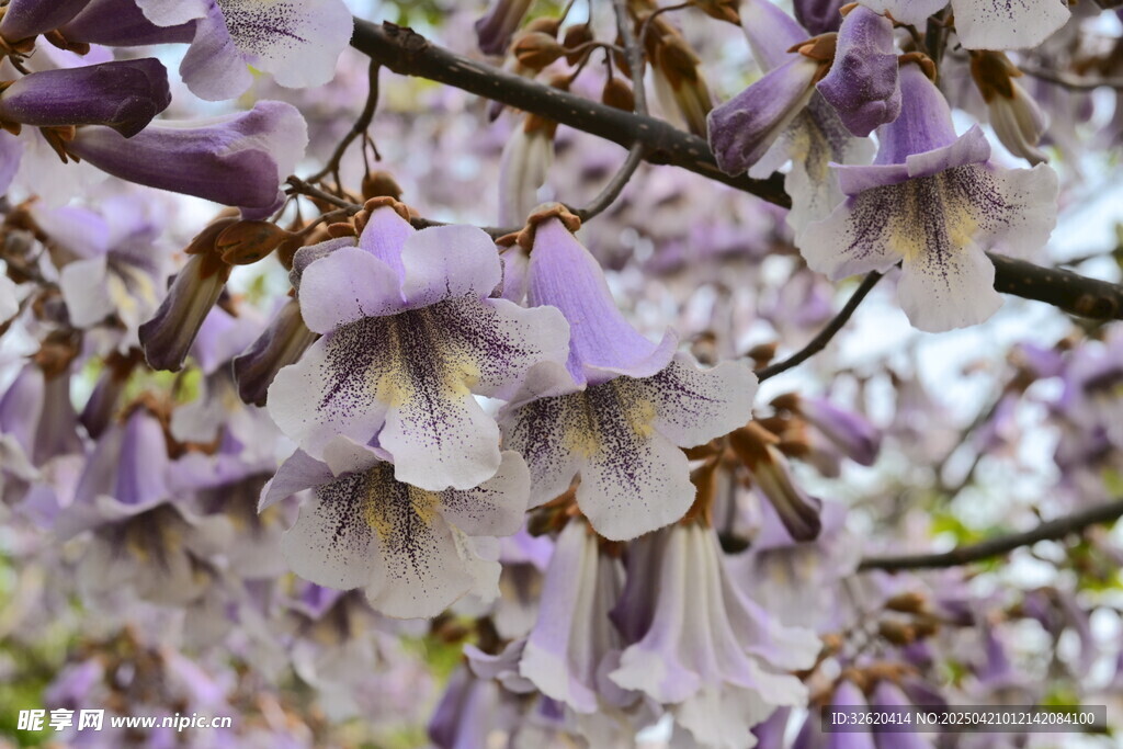 泡桐花