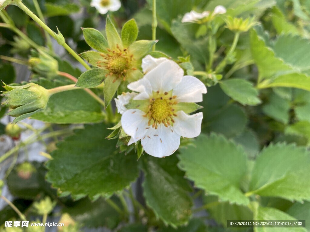 草莓花