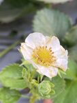 草莓花