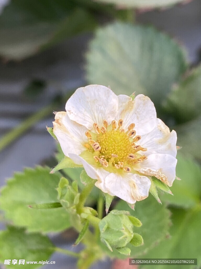 草莓花