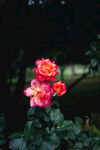 月季花