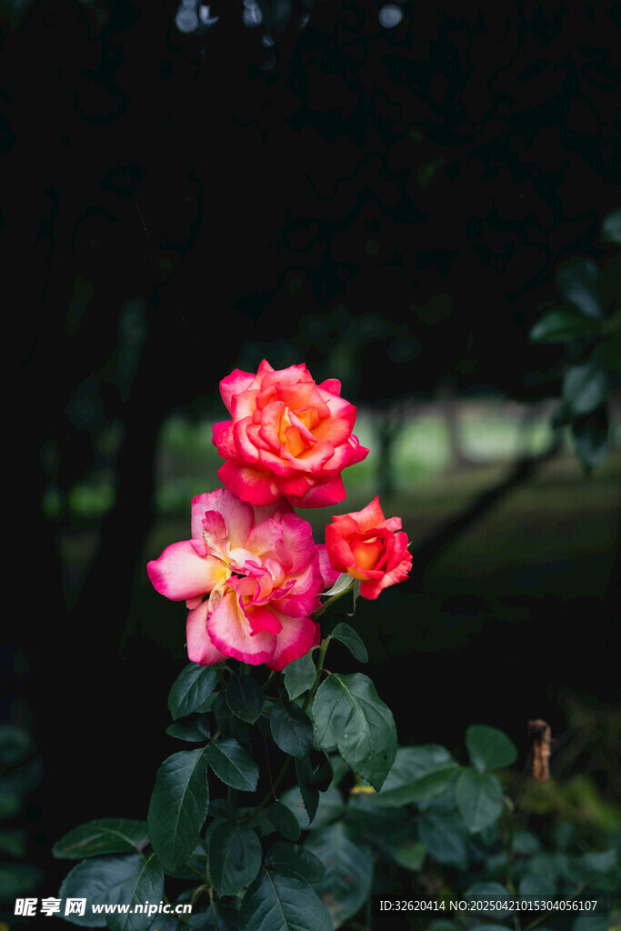 月季花