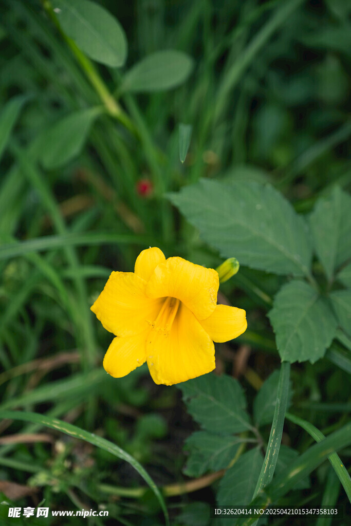 萱草