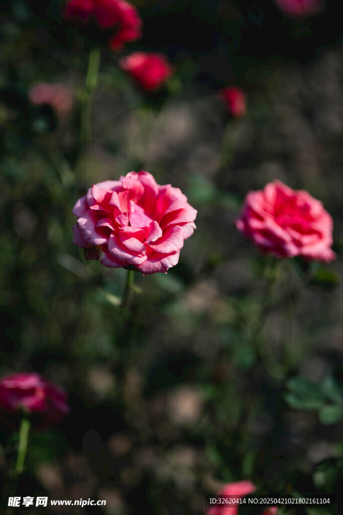 月季花