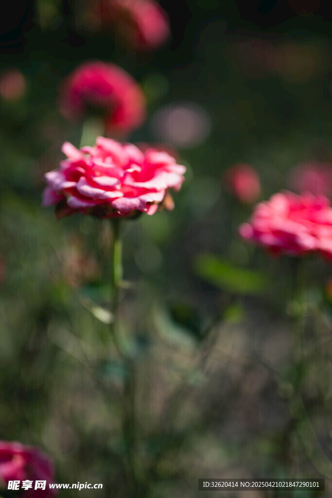 月季花