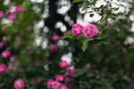 月季花