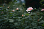 月季花