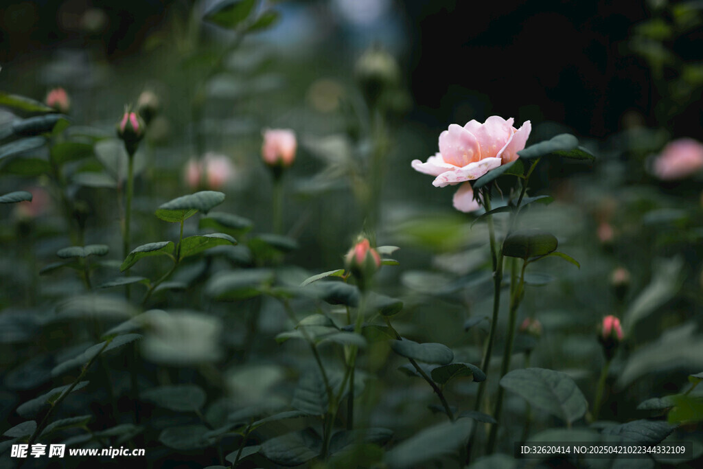 月季花