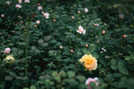 月季花