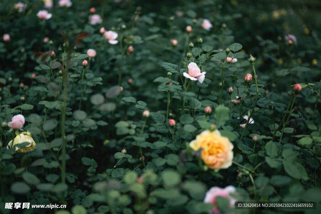 月季花