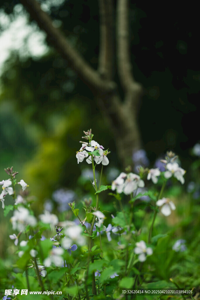 诸葛菜