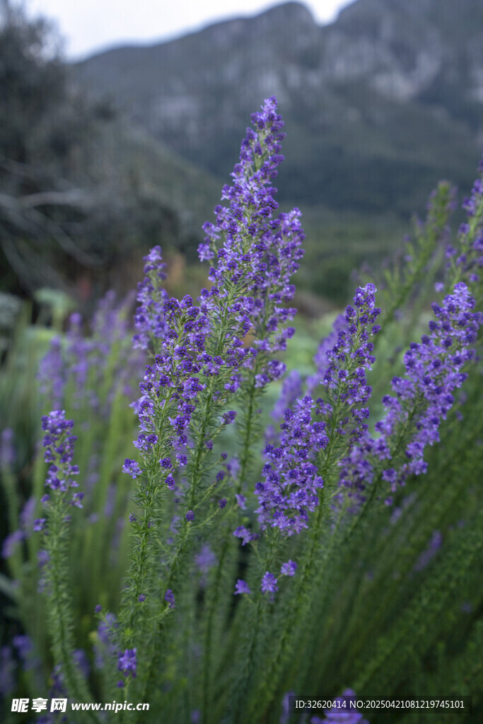 薰衣草