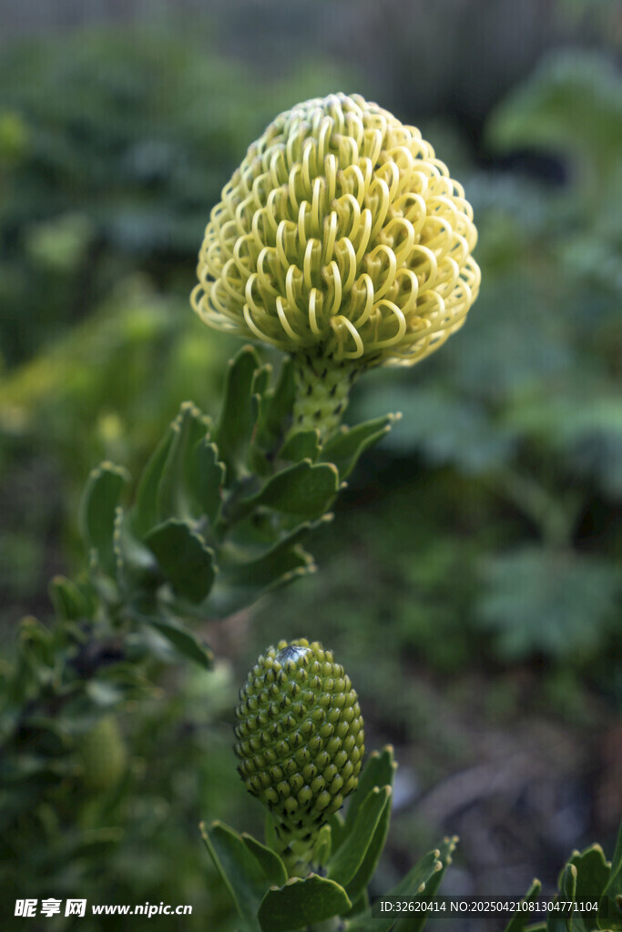 球状花