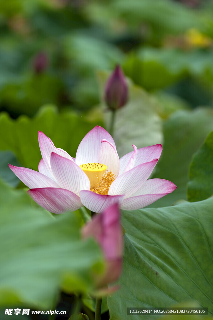 荷花