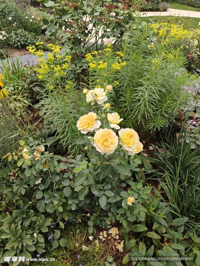 月季花