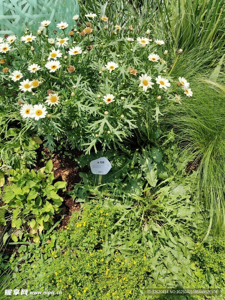 木茼蒿
