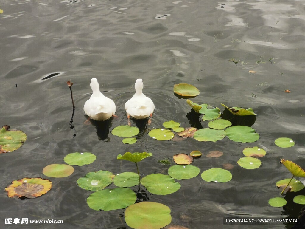 鸭子