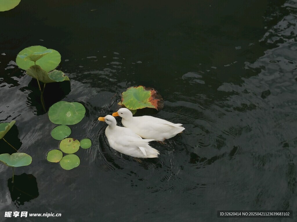 白鸭