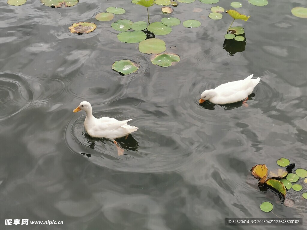 白鸭