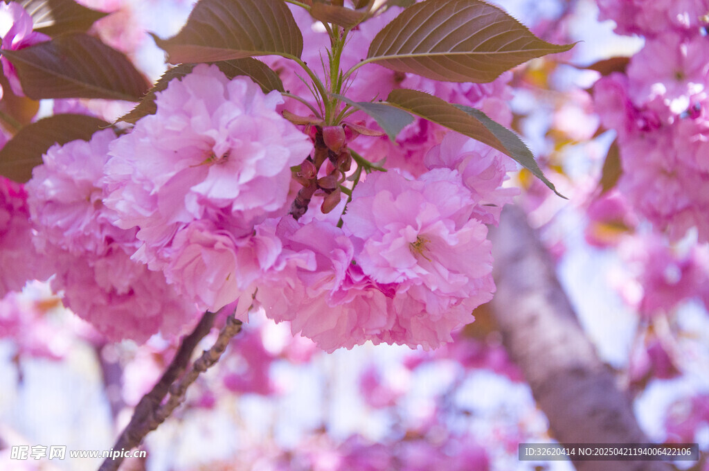 樱花