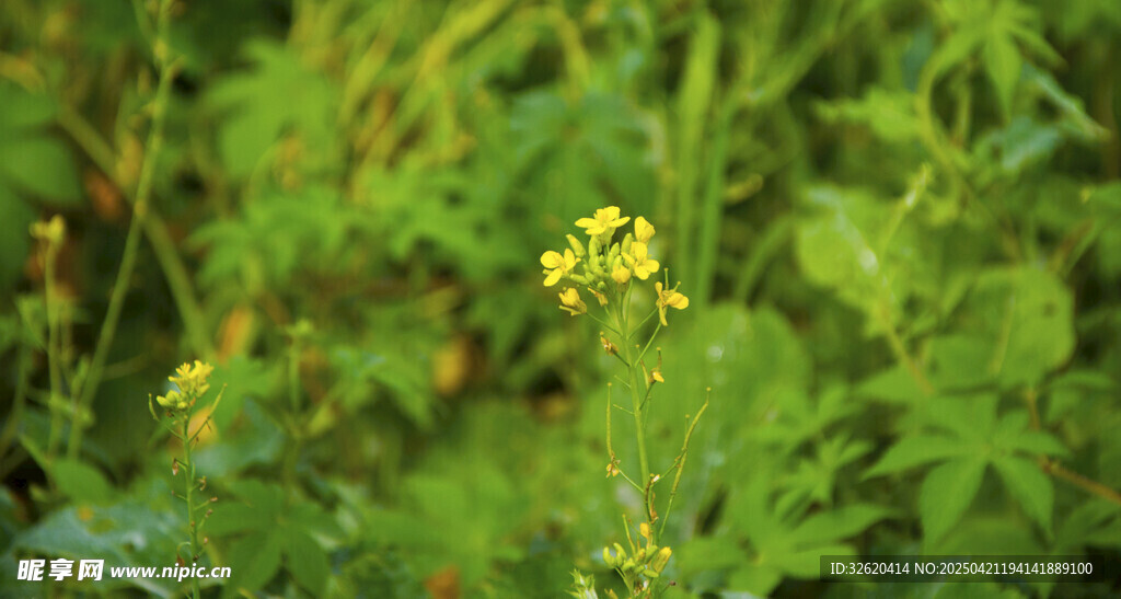黄鹌菜