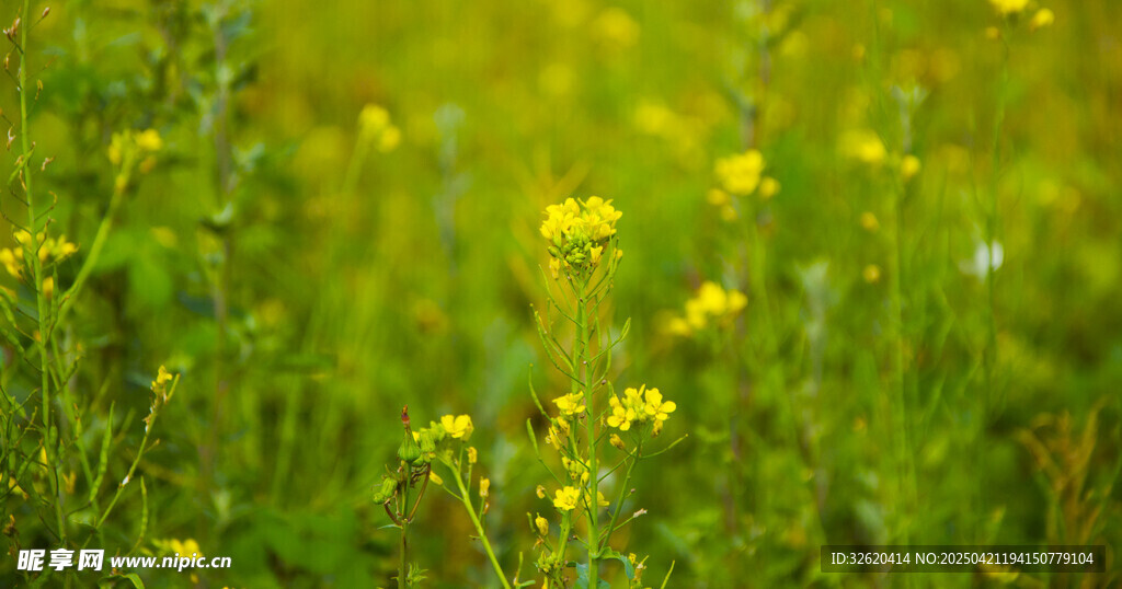 黄鹌菜