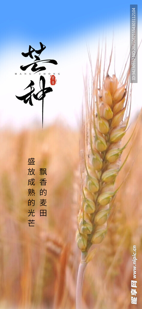 芒种