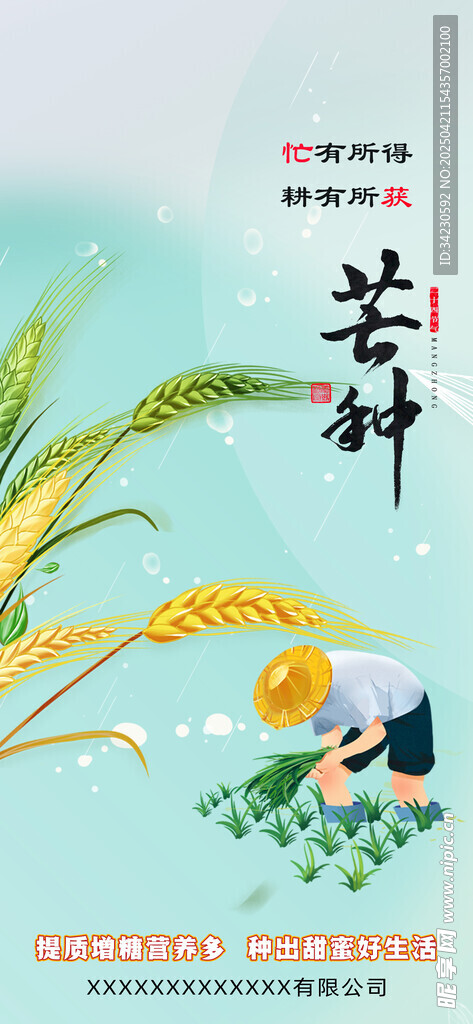 芒种