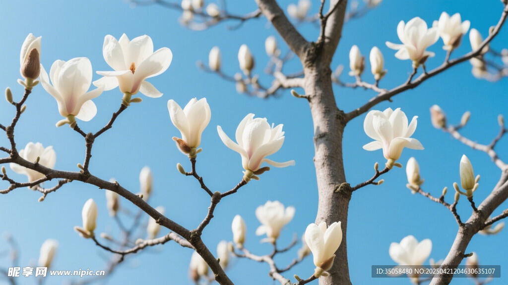 玉兰花 