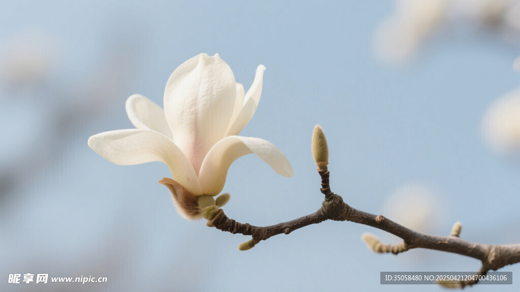 玉兰花 