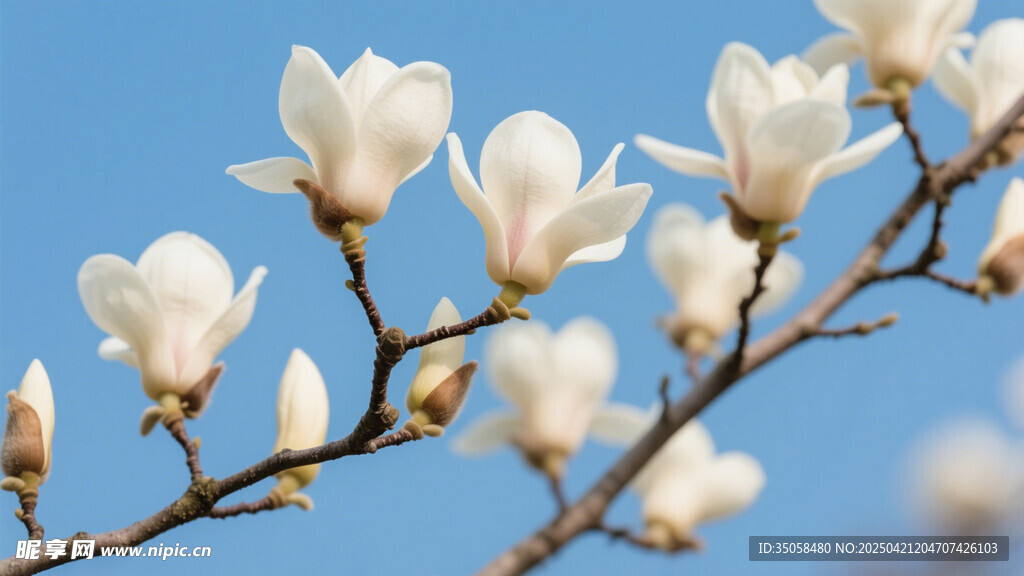 玉兰花 