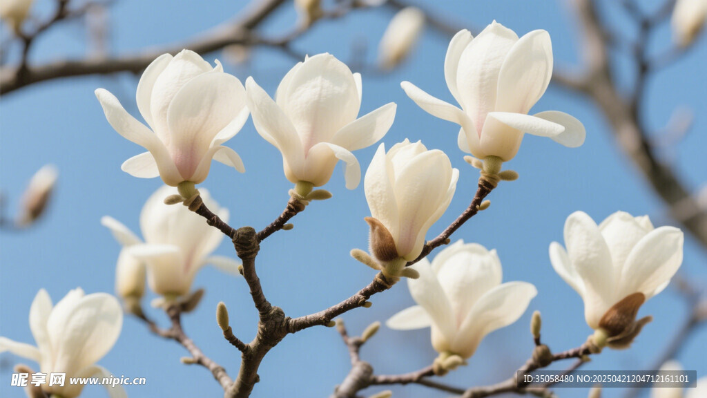 玉兰花 