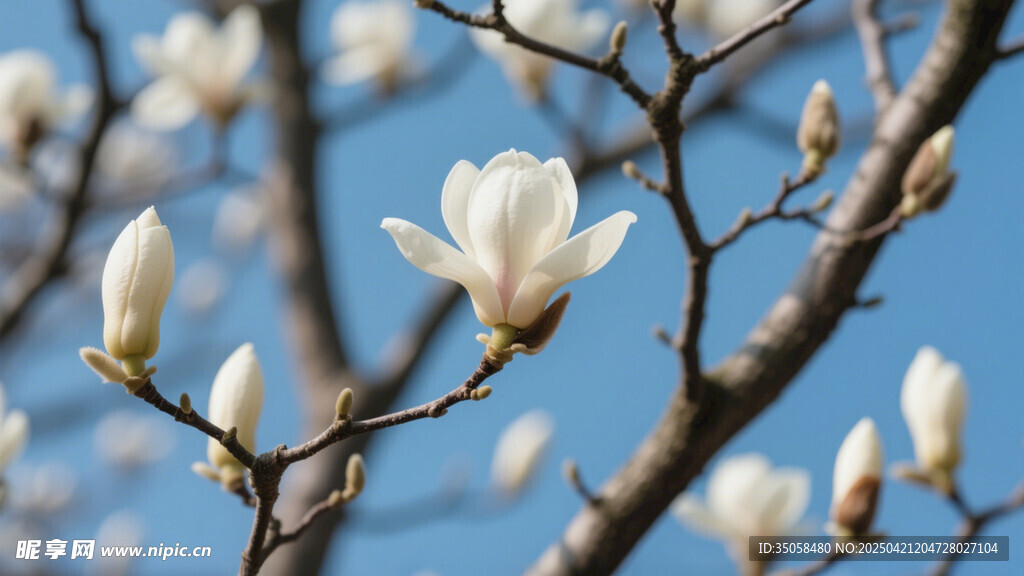 玉兰花 