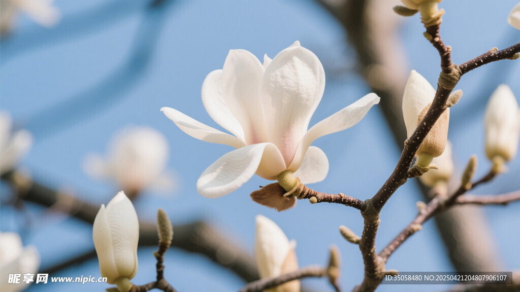 玉兰花