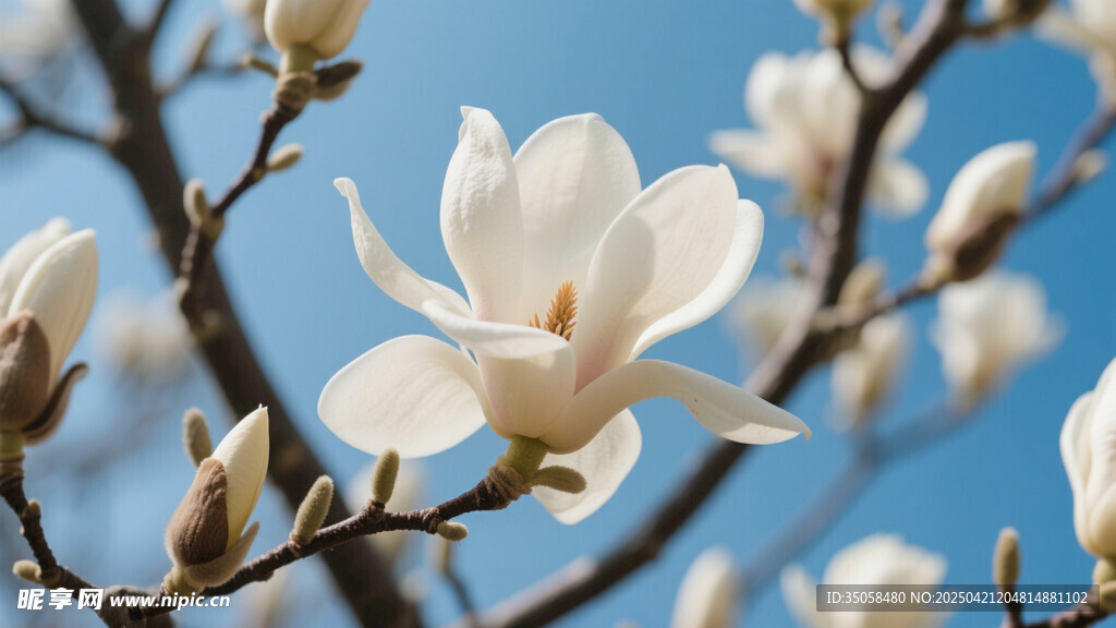 玉兰花