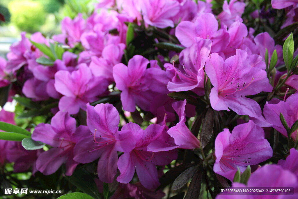 杜鹃花