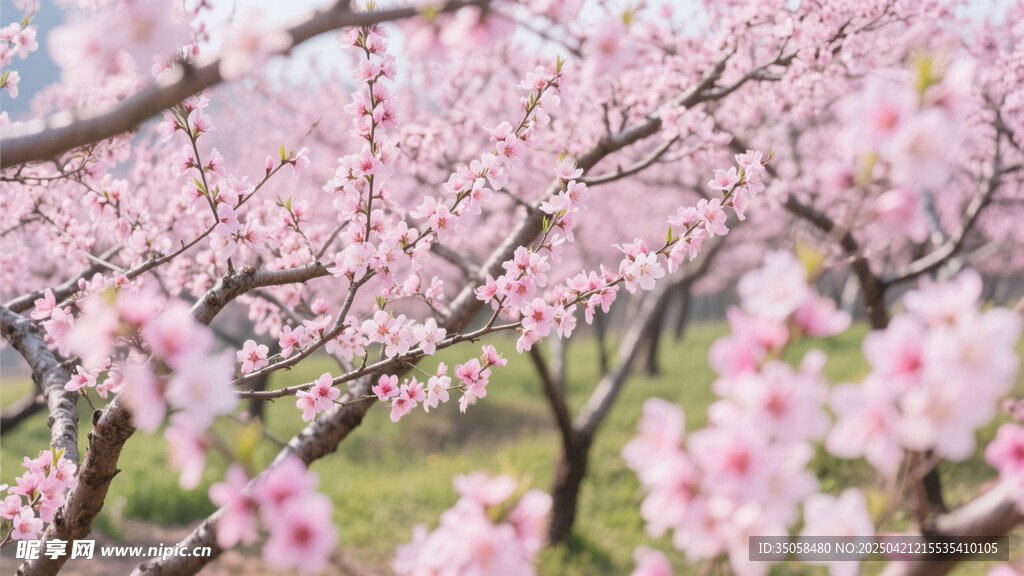 桃花林