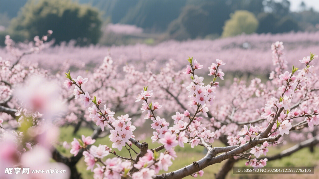 桃花林