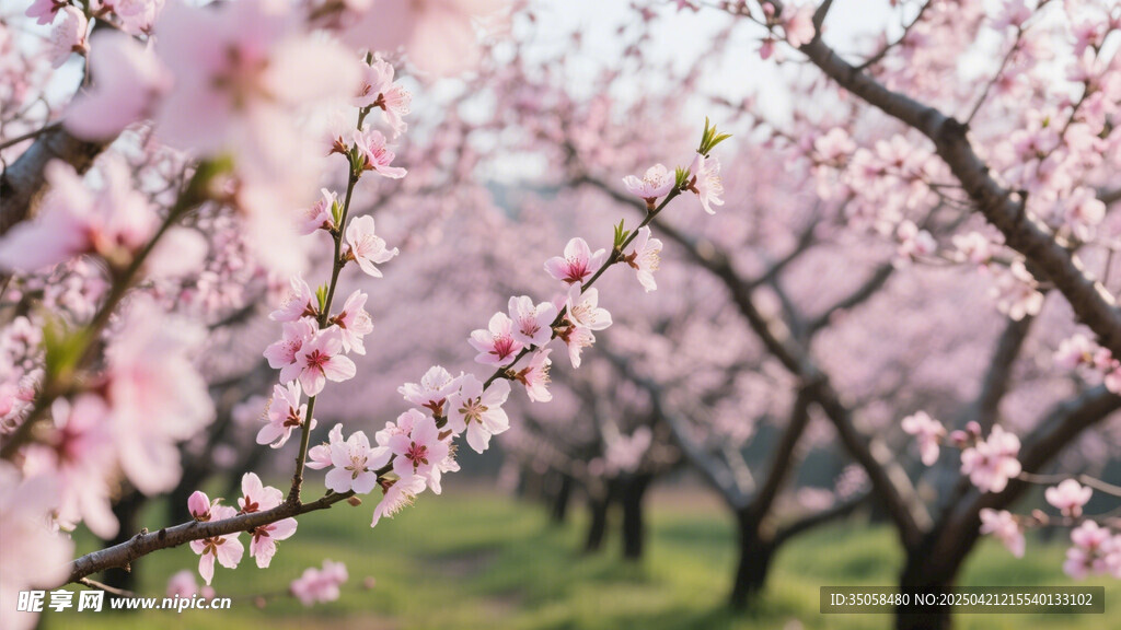 桃花林