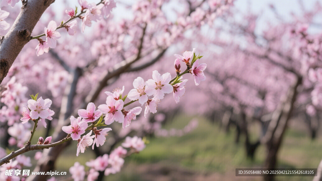 桃花林