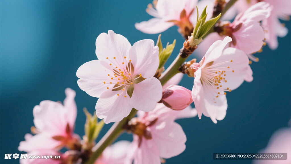 桃花 