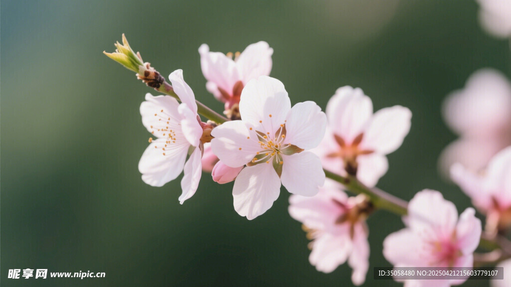 桃花