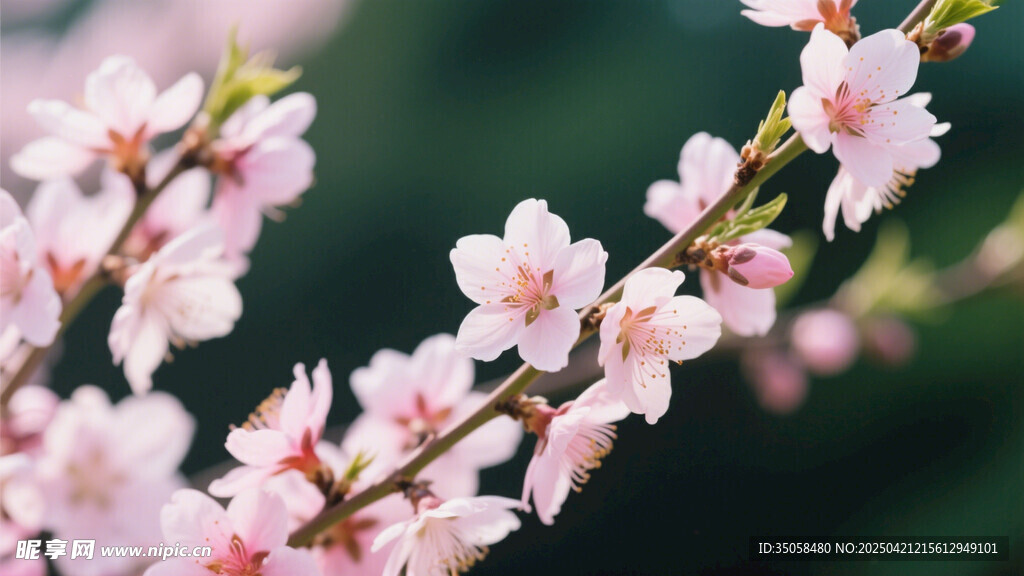 桃花 