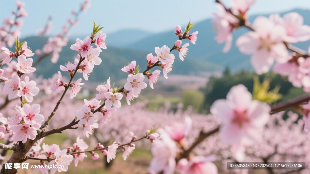 桃花 