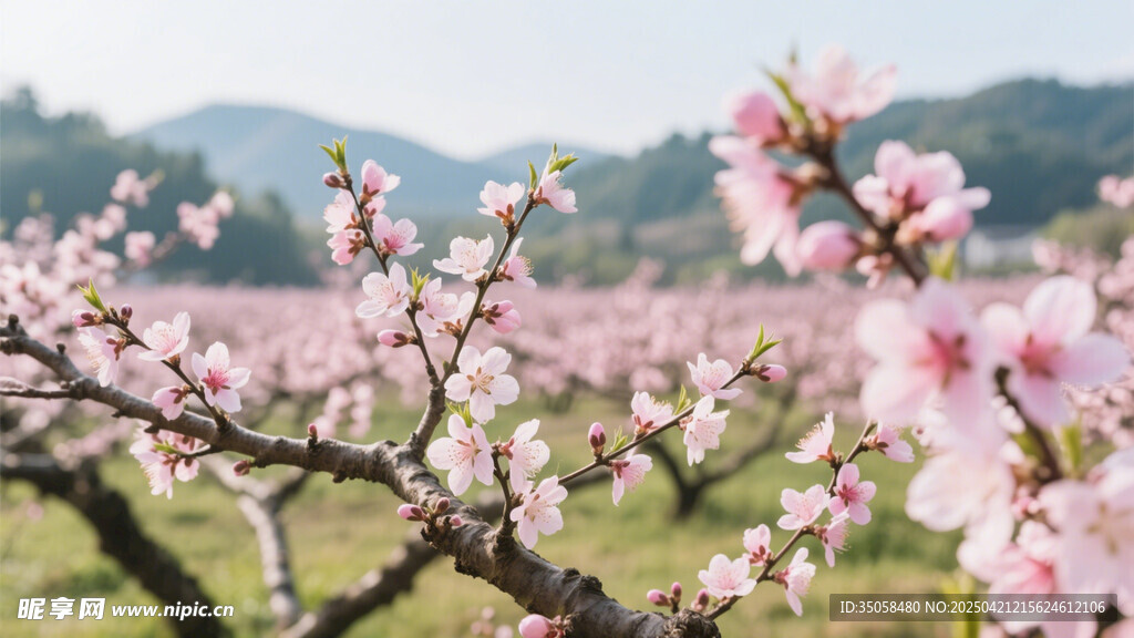 桃花林