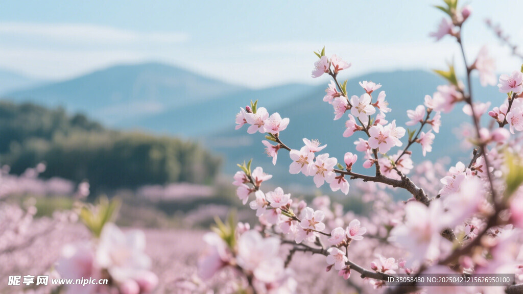 桃花