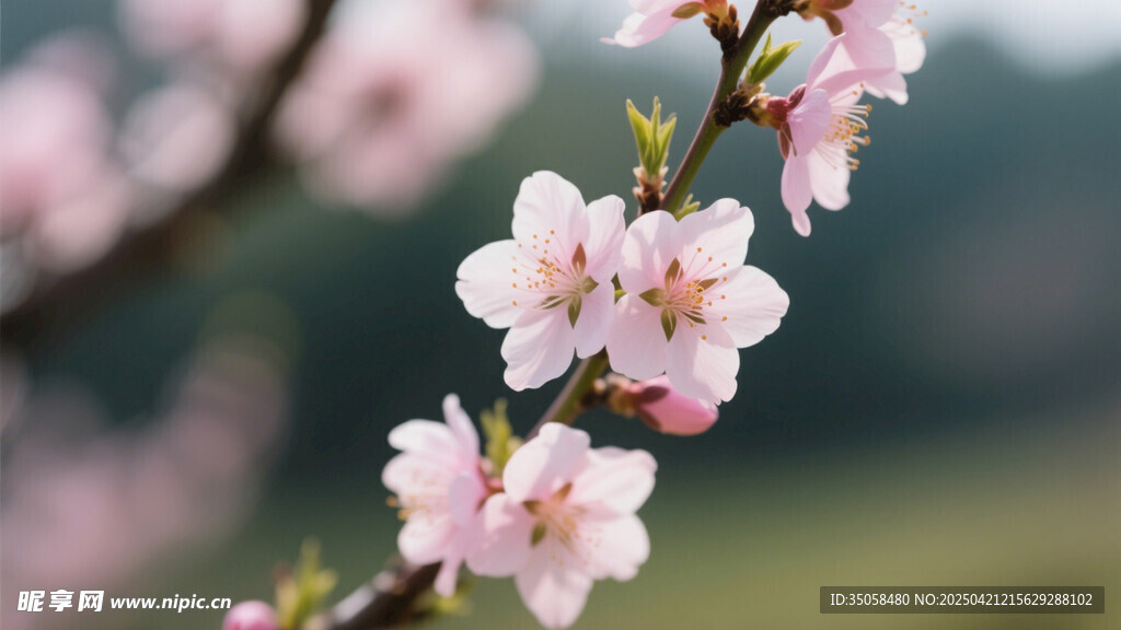 桃花 